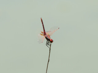 red dragonfly in the forest