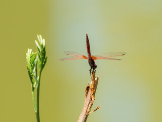 red dragonfly in the forest