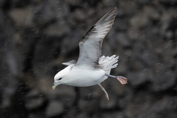 Eissturmvogel im Schneetreiben, Fulmarus glacialis, Fulmar, Iceland, Island