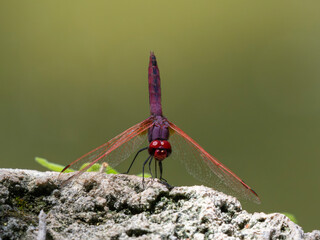 red dragonfly in the forest