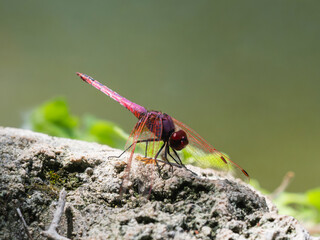 red dragonfly in the forest