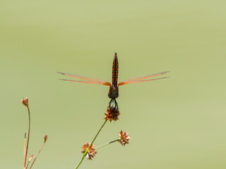 red dragonfly in the forest