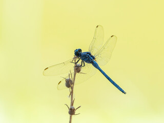 blue dragonfly in the forest