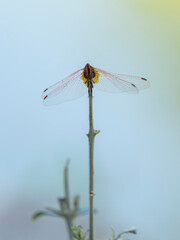 red dragonfly in the forest