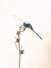 blue dragonfly in the forest