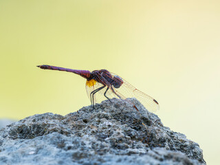 red dragonfly in the forest
