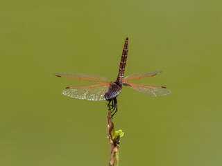red dragonfly in the forest