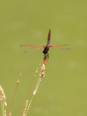 red dragonfly in the forest