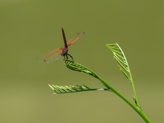 red dragonfly in the forest