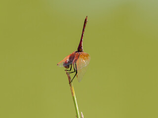 red dragonfly in the forest