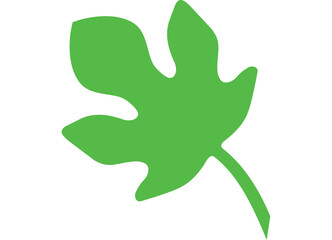 Vector striped green fig leaf on white background. Botanical design element. For cards, packaging, covers, textile prints, decals. Floral striped vector background.