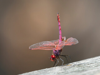 red dragonfly in the forest