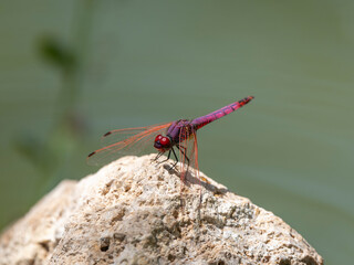 red dragonfly in the forest