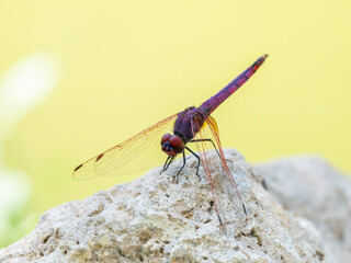red dragonfly in the forest