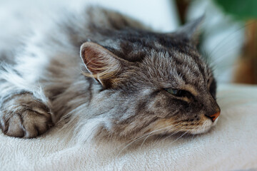 close up grey fluffy sleeping cat
