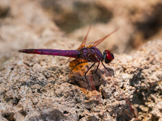 red dragonfly in the forest