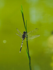 beautiful dragonfly in the forest