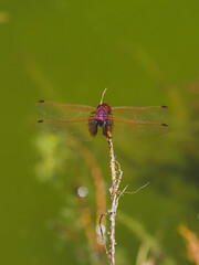 red dragonfly in the forest