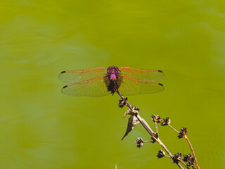 red dragonfly in the forest