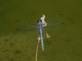 blue dragonfly in the forest