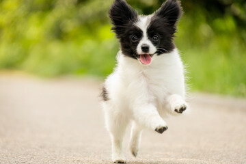 Adorable black and white Papillon puppy sitting in a spring meadow surrounded by bright yellow...