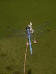 blue dragonfly in the forest