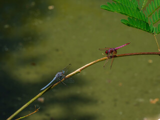 Two dragonflies, one blue and one red, on a tree branch