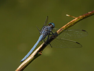 blue dragonfly in the forest