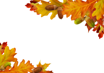 Red autumn leaves and acorns in corner arrangements isolated on white or transparent background.