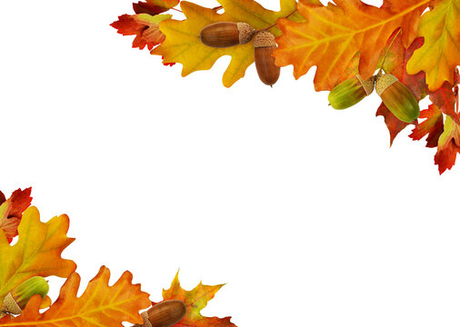 Red autumn leaves and acorns in corner arrangements isolated on white or transparent background.
