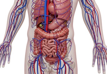 3d human body with all blood vessels