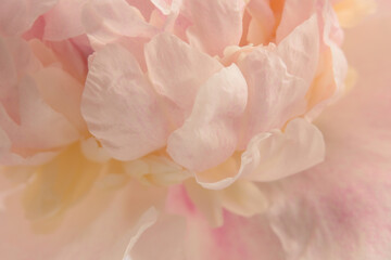 Smoke Close-up Selective soft focus cream beige, pink Peony Flower petal. Macro blur natural abstract background.