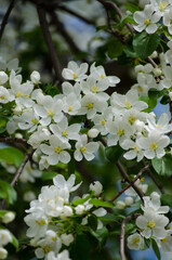 The apple tree