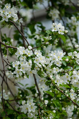 The apple tree