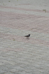 Wagtail