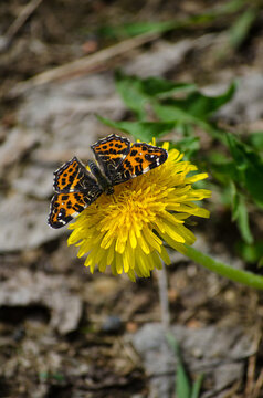 Fototapeta A butterfly on a dandelion