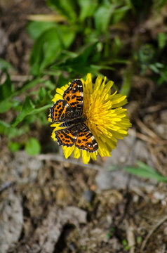 Fototapeta A butterfly on a dandelion