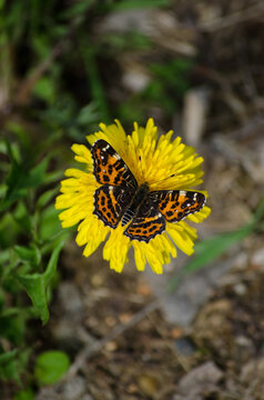 Fototapeta A butterfly on a dandelion