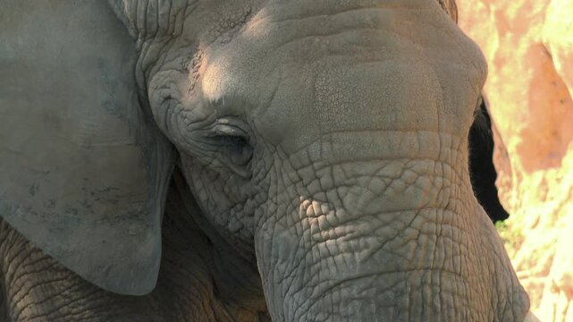 A family of elephants, among massive rocks, tries to withstand the heat of the day