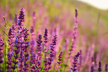 Closeup blooming wild sage purple flowers.