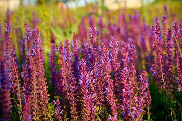 Closeup blooming wild sage purple flowers.