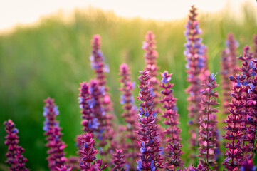 Closeup blooming wild sage purple flowers.