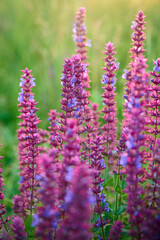 Closeup blooming wild sage purple flowers.