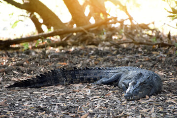 A ferocious Saltwater Crocodile (Crocodylus porosus) in Kakadu National Park, Northern Territory,...