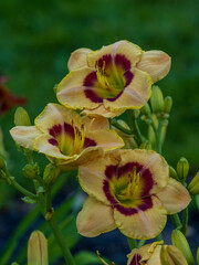 daylilies