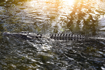 A ferocious Saltwater Crocodile (Crocodylus porosus) in Kakadu National Park, Northern Territory, Australia