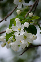 The apple tree