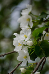 The apple tree