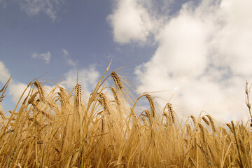 beautiful ripe barley in a field and a blue sky with clouds at a bright sunny day in summer