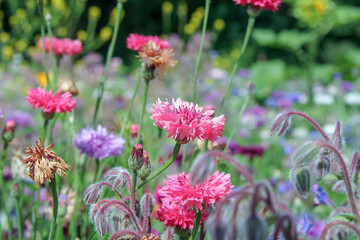 beautiful pink cornflowers closeup in a field margin in the countryside